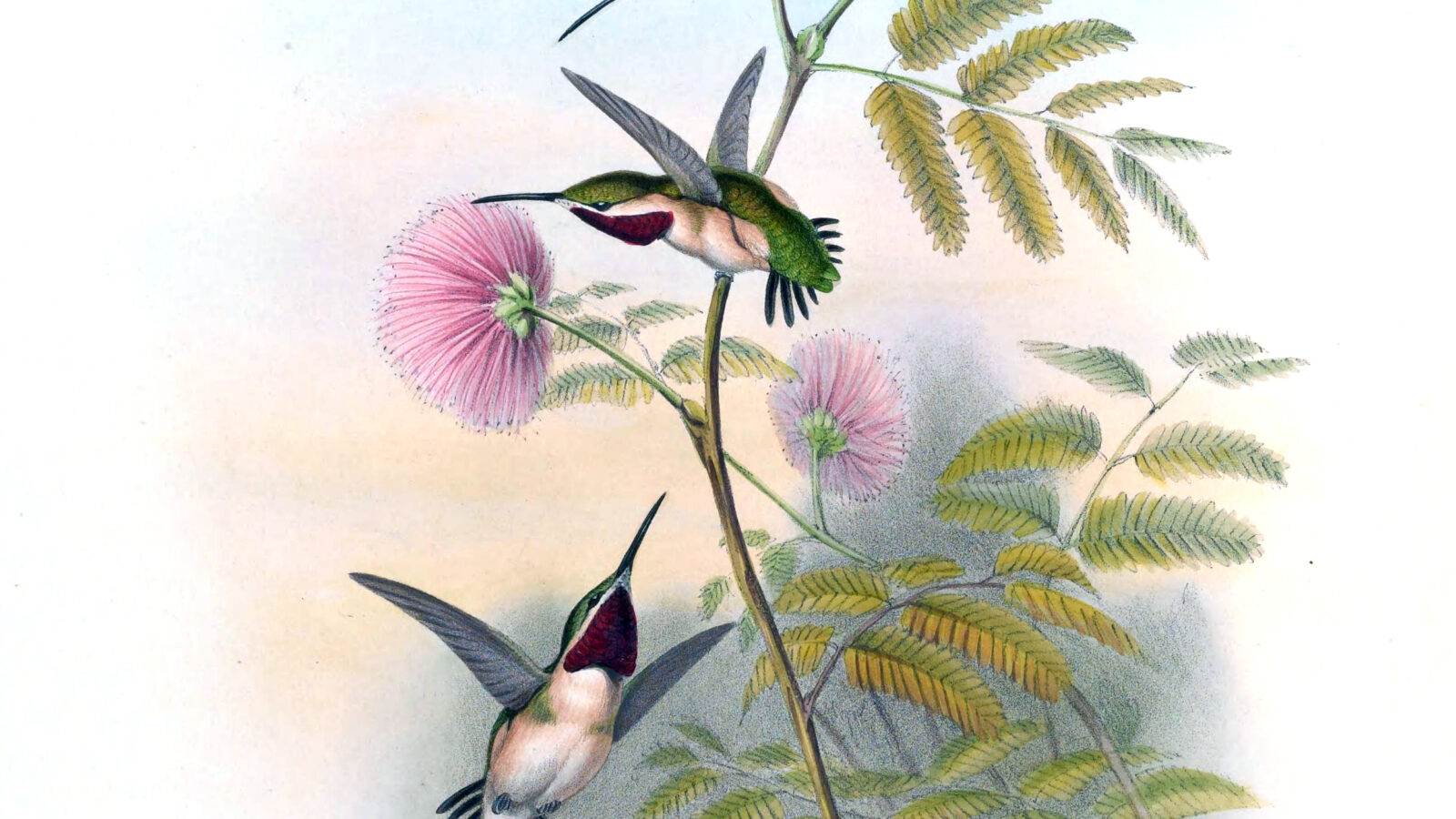 Short-tailed Woodstar