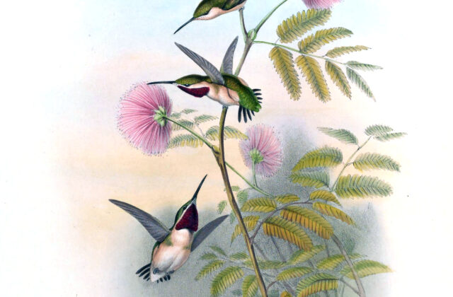 Short-tailed Woodstar