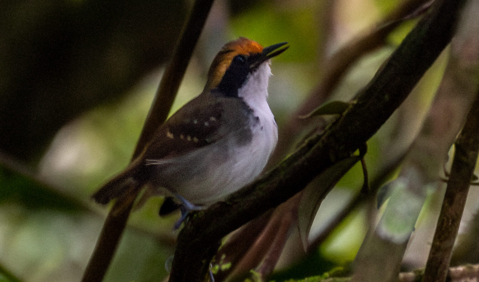 White-browed Antbird