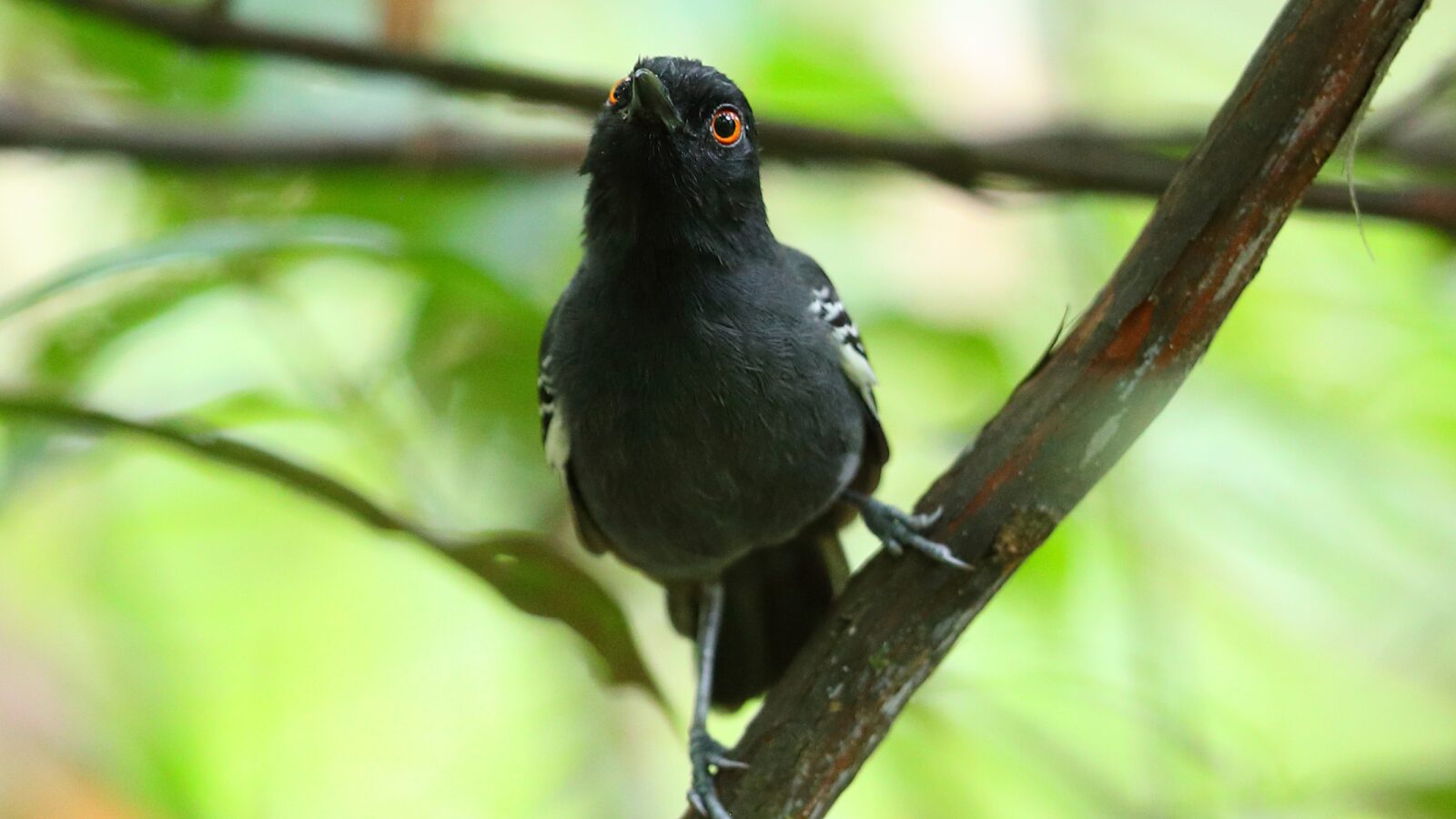 Black-tailed Antbird