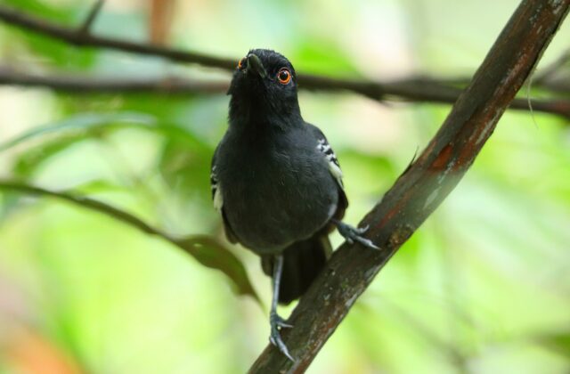 Black-tailed Antbird