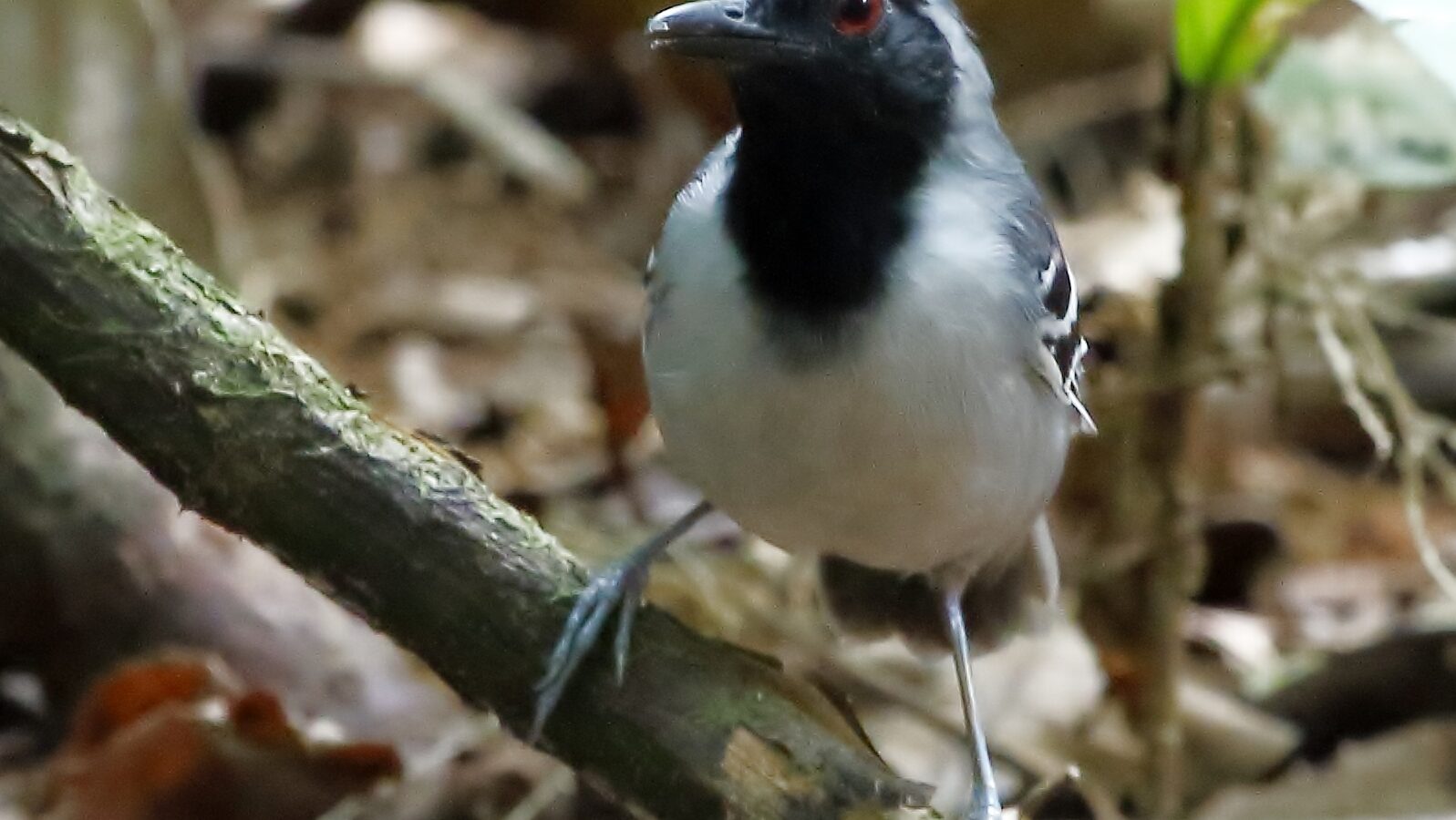 Black-faced Antbird