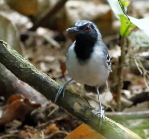 Black-faced Antbird