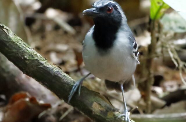 Black-faced Antbird