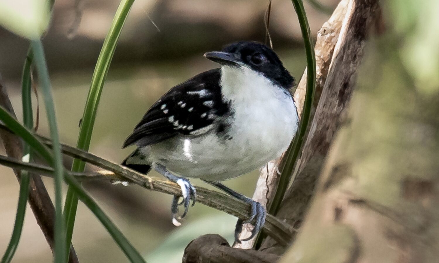 Black-and-white Antbird