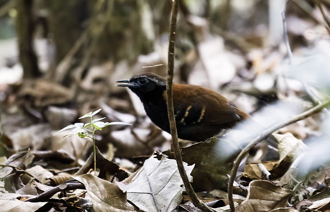 Cordillera Azul Antbird