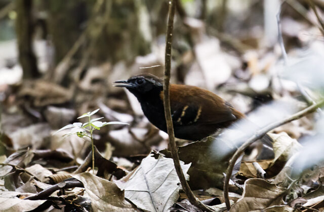 Cordillera Azul Antbird
