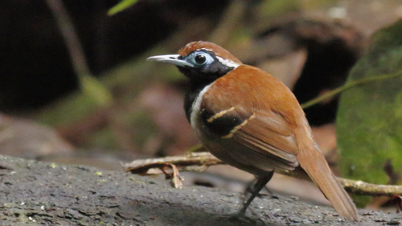 Ferruginous-backed Antbird
