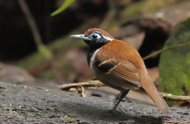 Ferruginous-backed Antbird
