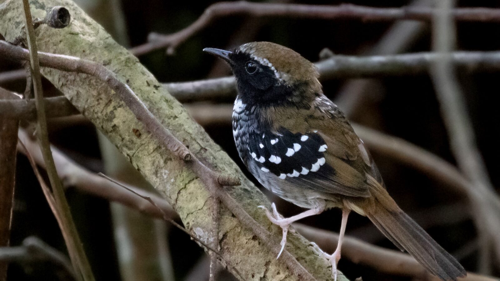 Squamate Antbird