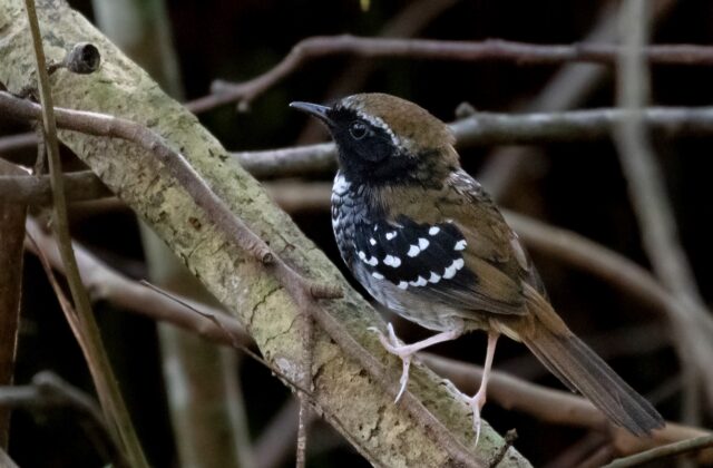 Squamate Antbird
