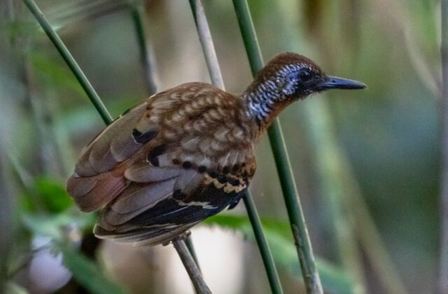 Wing-banded Antbird