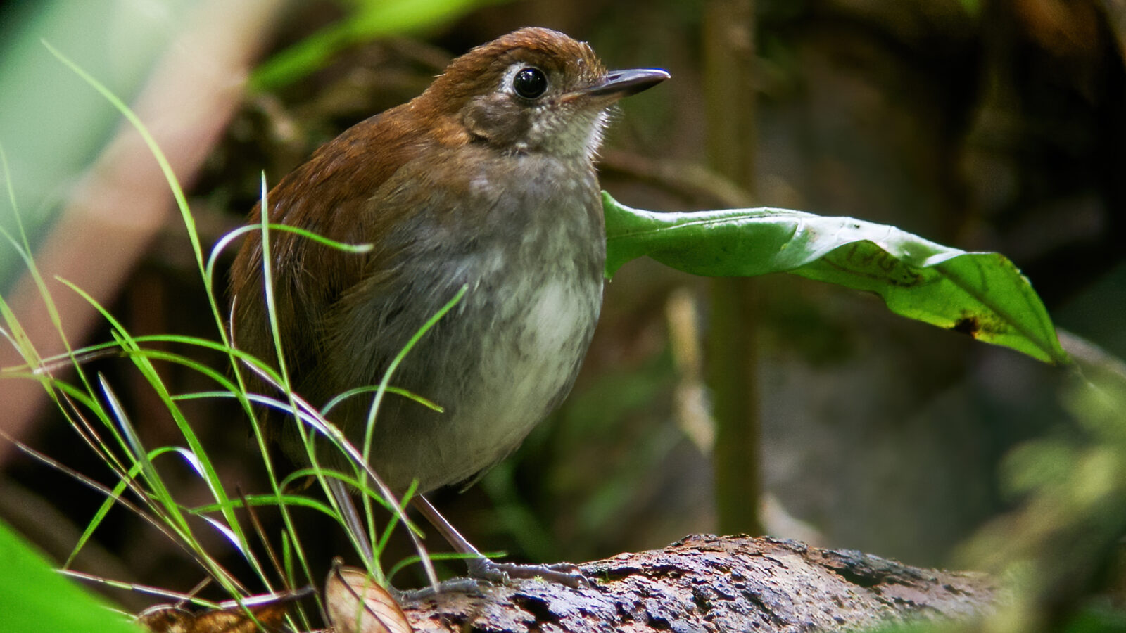 Tepui Antpitta