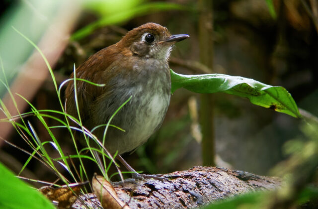 Tepui Antpitta