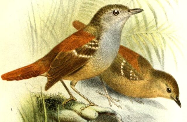 Rufous-tailed Stipplethroat