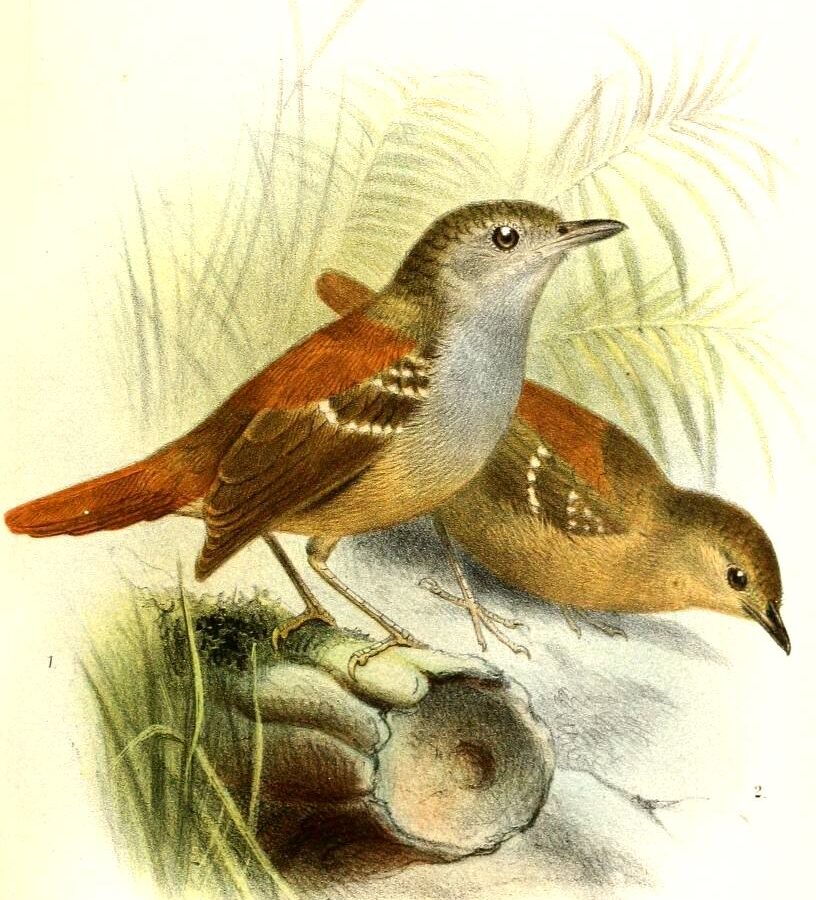 Rufous-tailed Stipplethroat