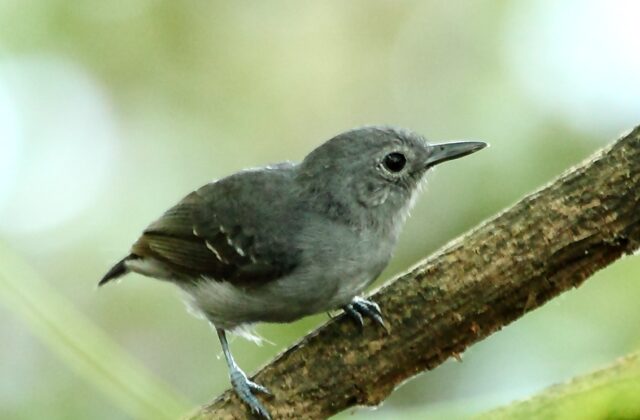Leaden Antwren