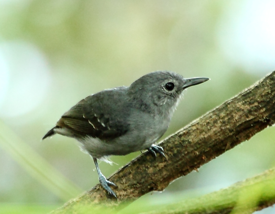 Leaden Antwren