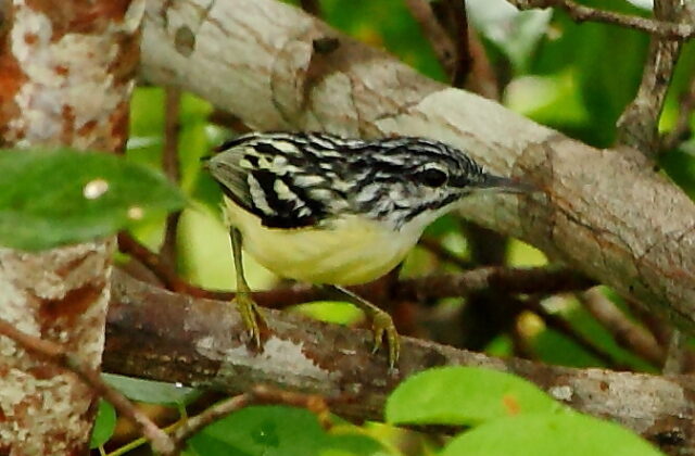 Pygmy Antwren
