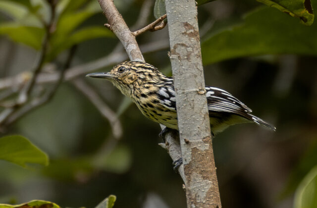 Cherrie’s Antwren