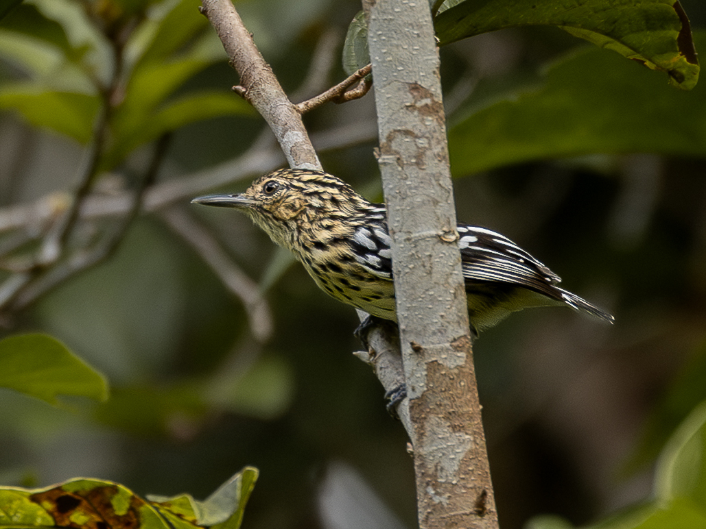 Cherrie’s Antwren