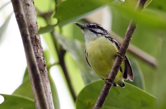Moustached Antwren