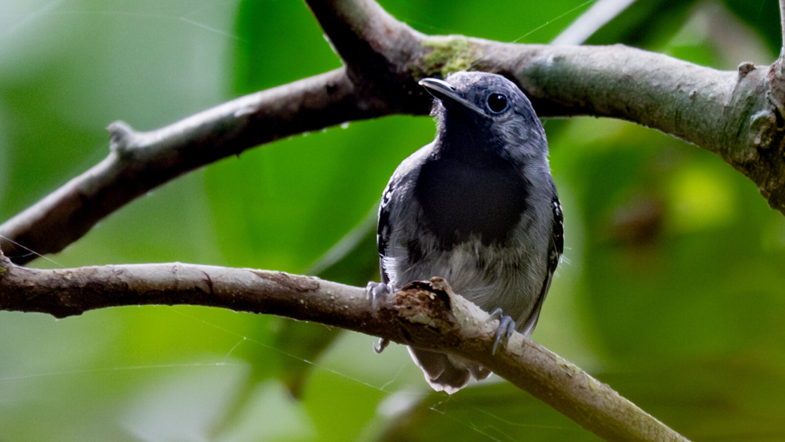 Ihering’s Antwren