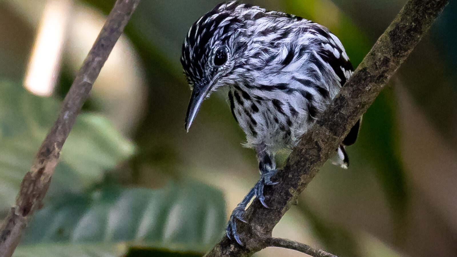 Klages’s Antwren