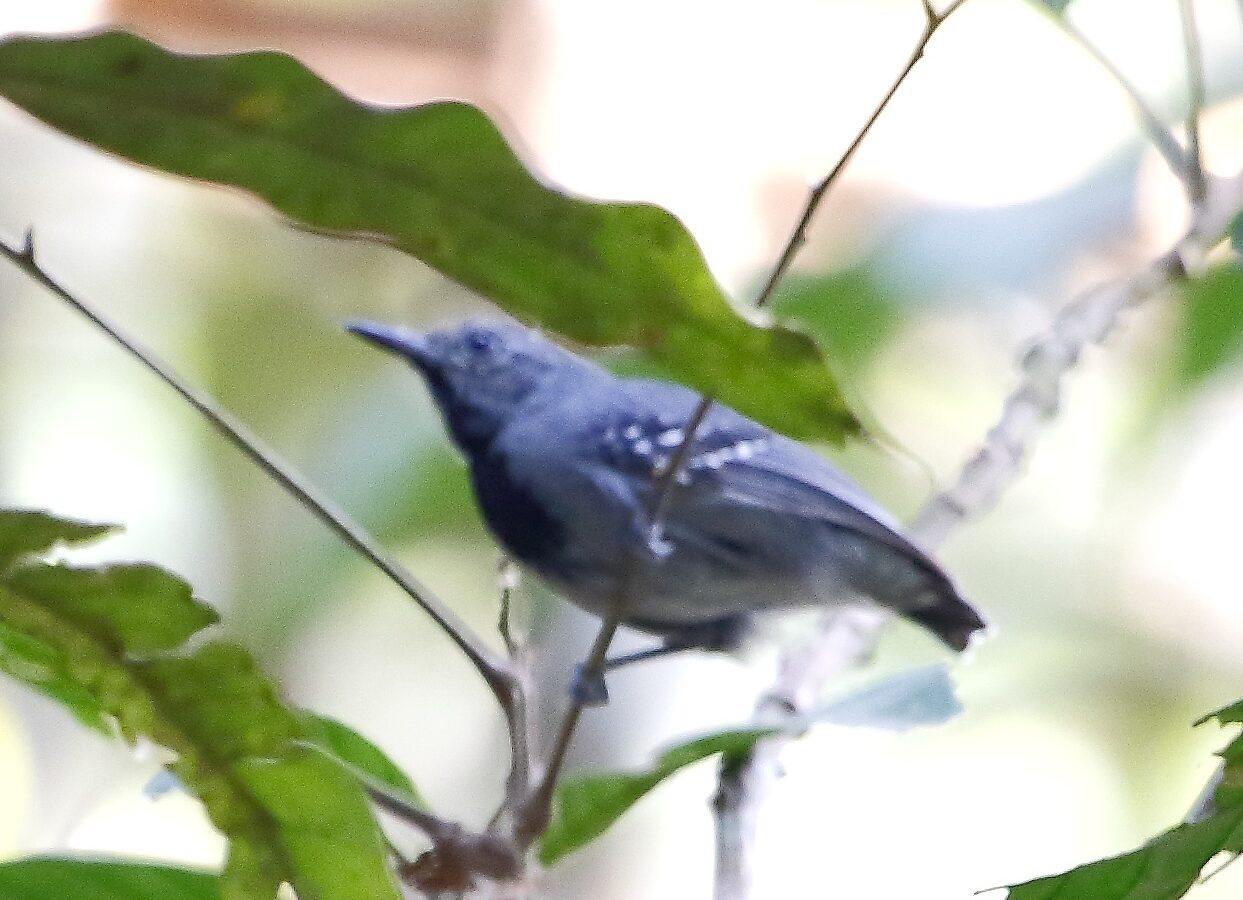 Long-winged Antwren