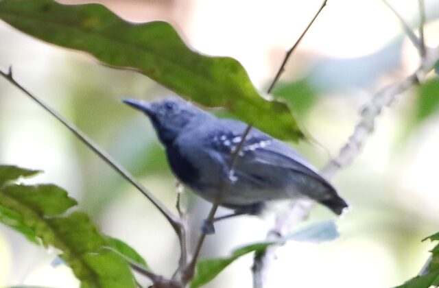 Long-winged Antwren