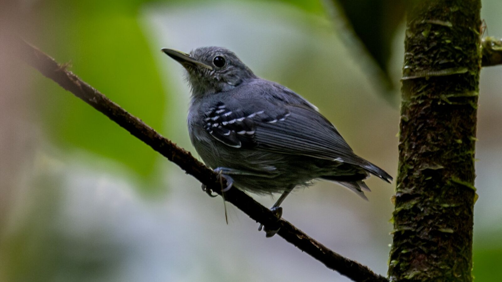 Grey Antwren