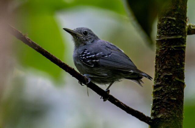 Grey Antwren