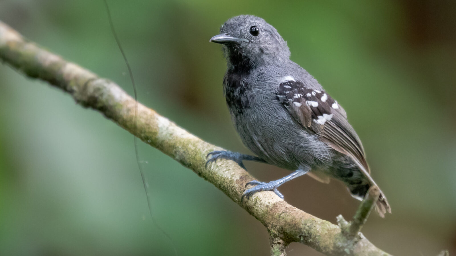 Salvadori’s Antwren