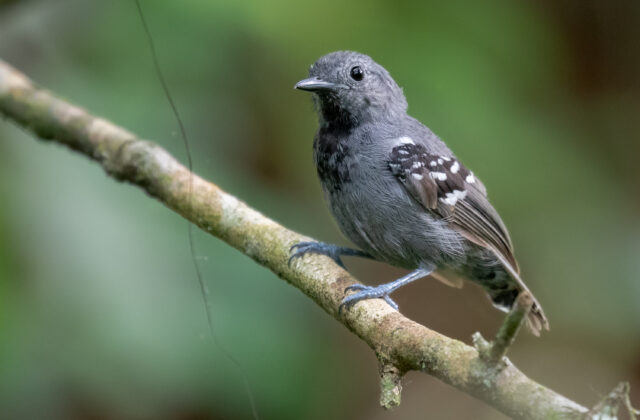 Salvadori’s Antwren
