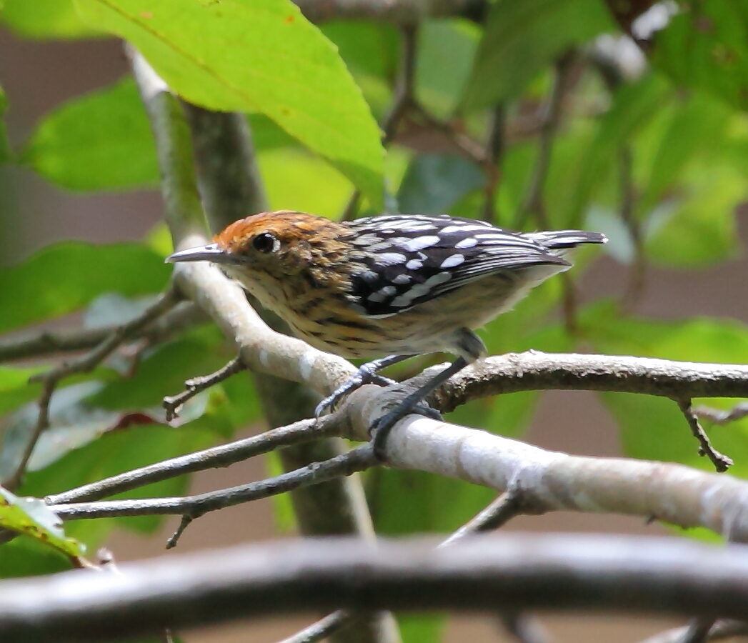 Amazonian Streaked Antwren