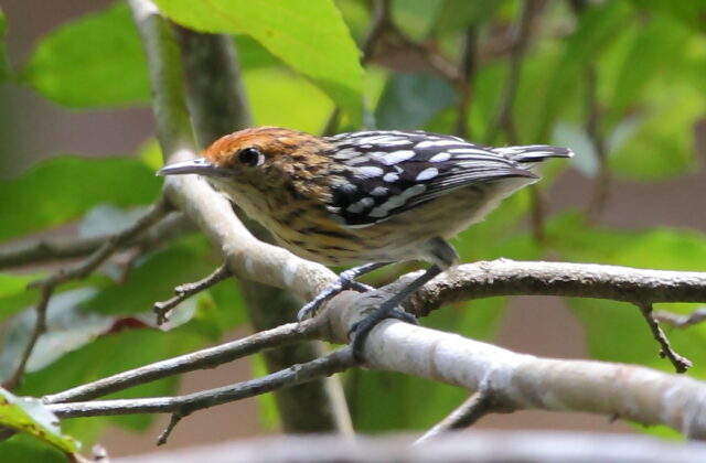 Amazonian Streaked Antwren