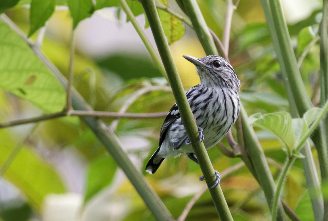 Pacific Antwren