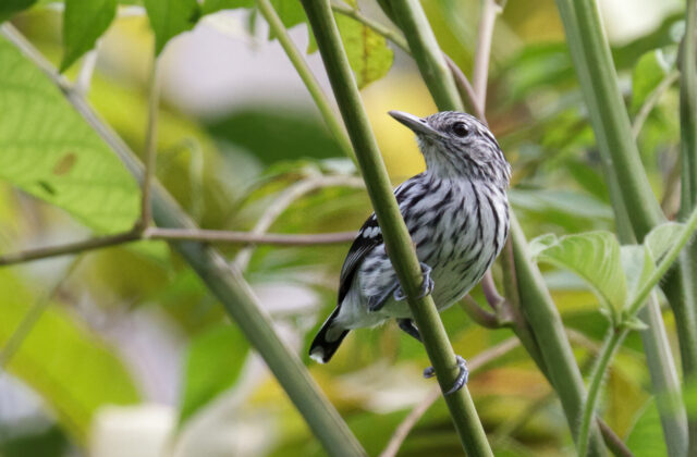 Pacific Antwren