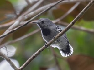 Band-tailed Antwren
