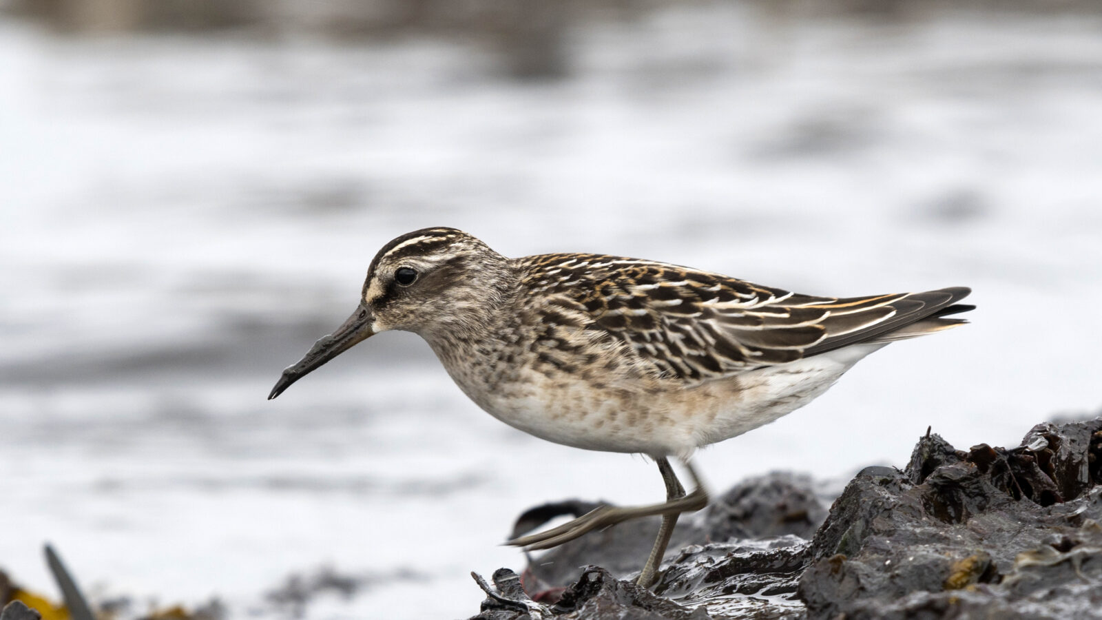 Broad-billed Sandpiper