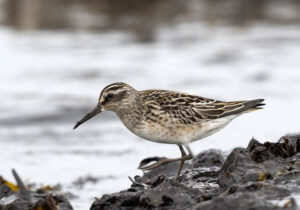 Broad-billed Sandpiper