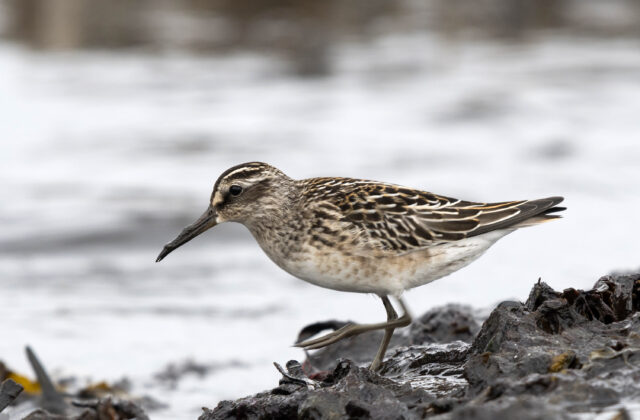 Broad-billed Sandpiper