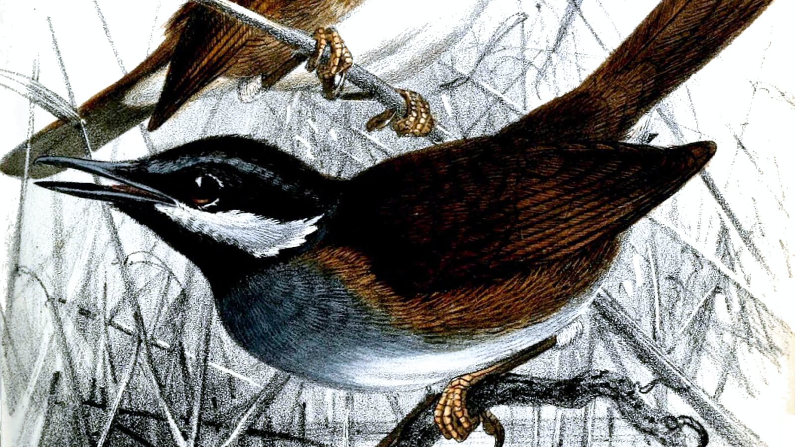 Crossley’s Vanga