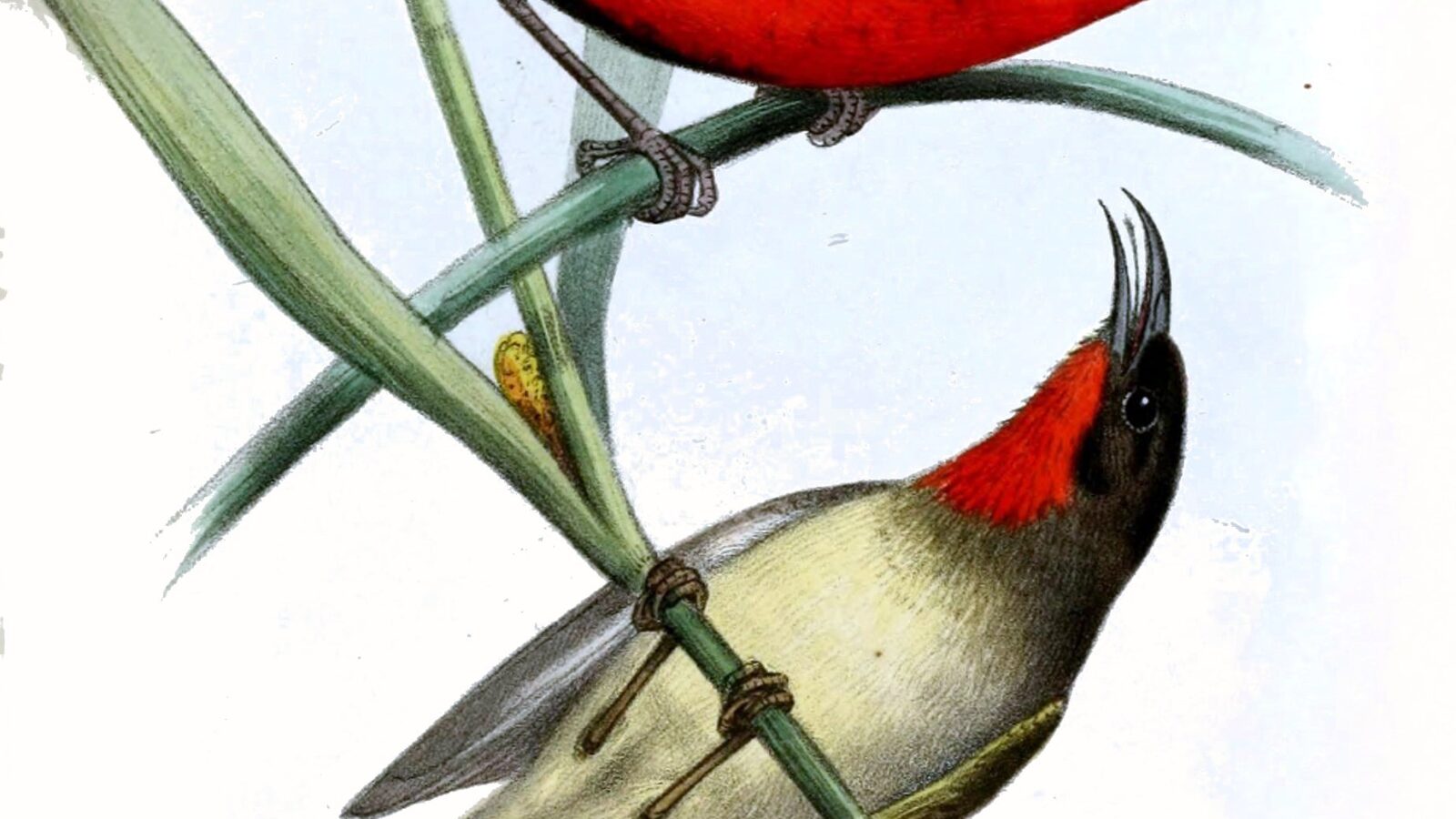 Sclater’s Myzomela