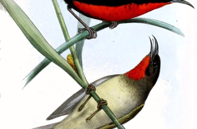 Sclater’s Myzomela