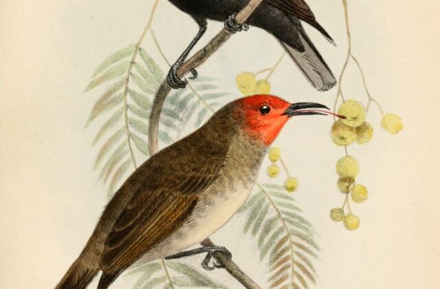 Black-bellied Myzomela