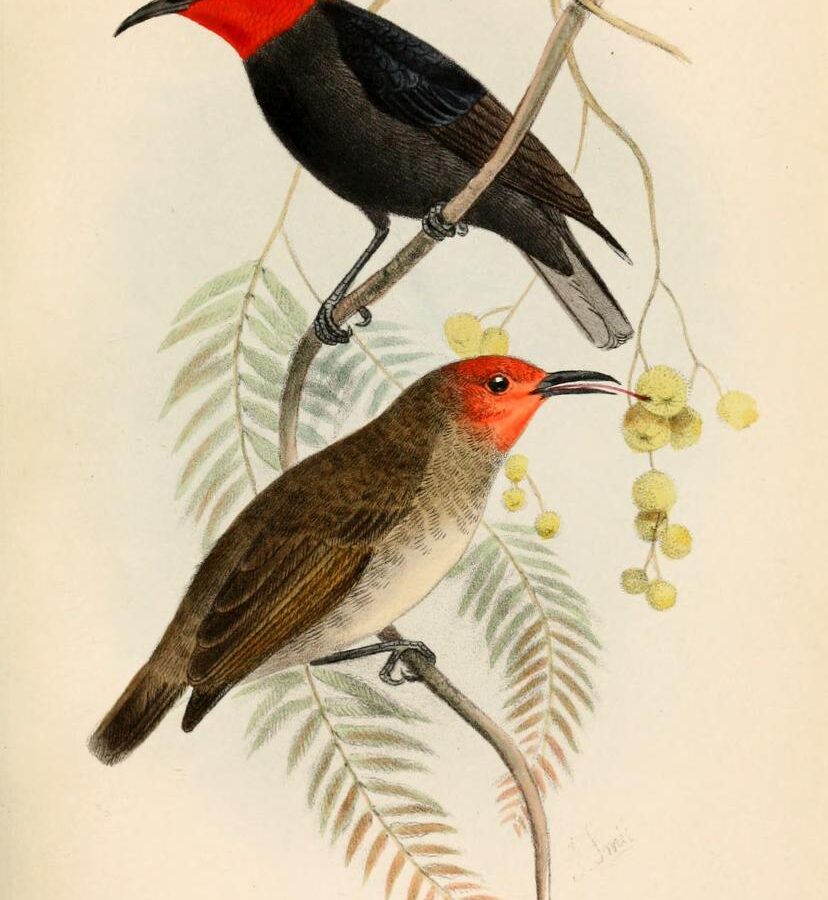 Black-bellied Myzomela
