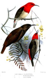 Biak Myzomela