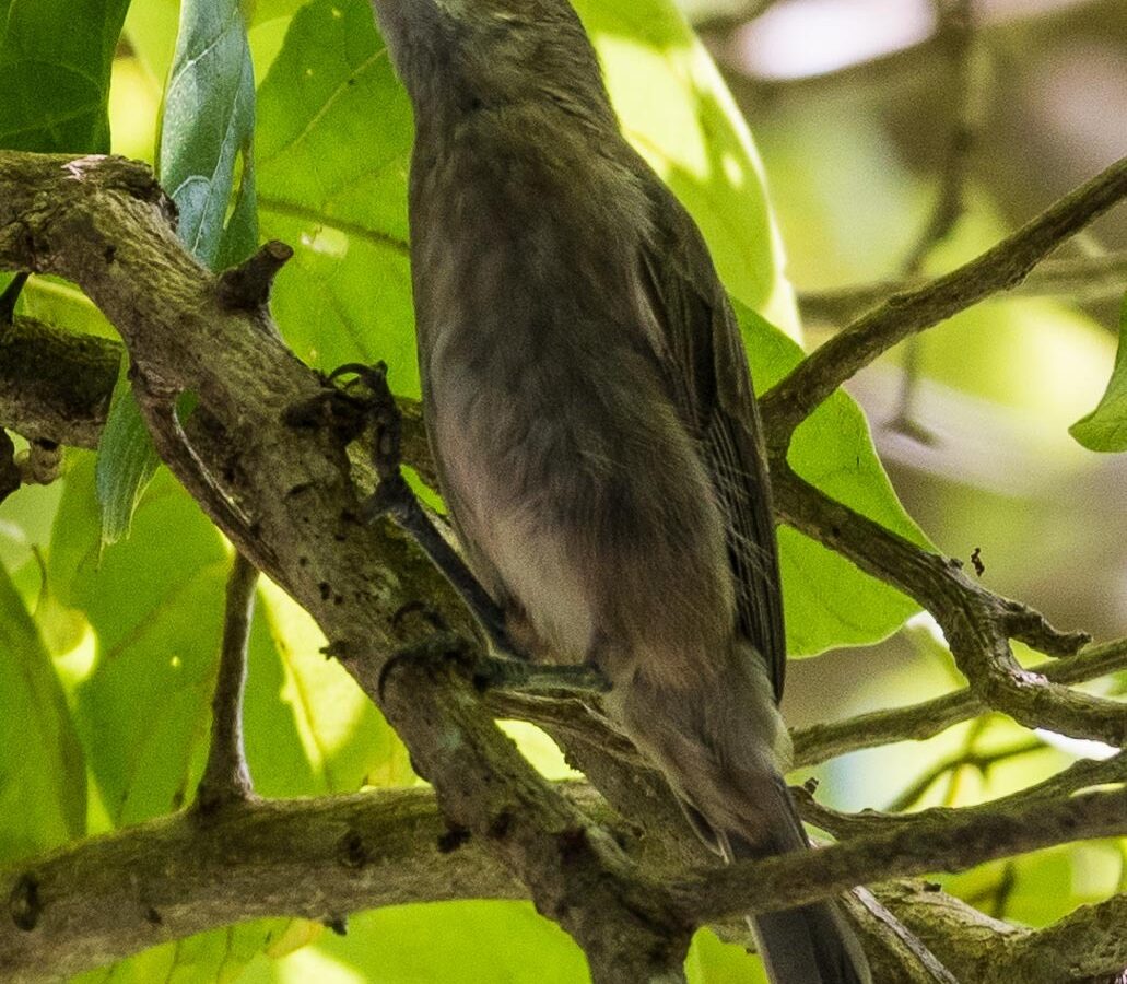 White-chinned Myzomela