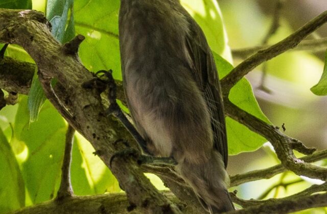 White-chinned Myzomela